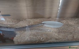 Corn Snake reptiles for sale: Grey Corn Snake and set up for sale - Advert 5