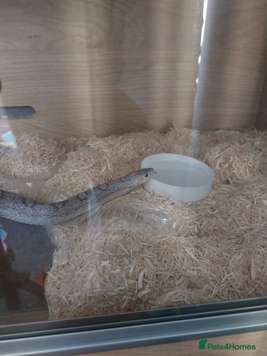 Corn Snake reptiles for sale: Grey Corn Snake and set up for sale - Advert 5