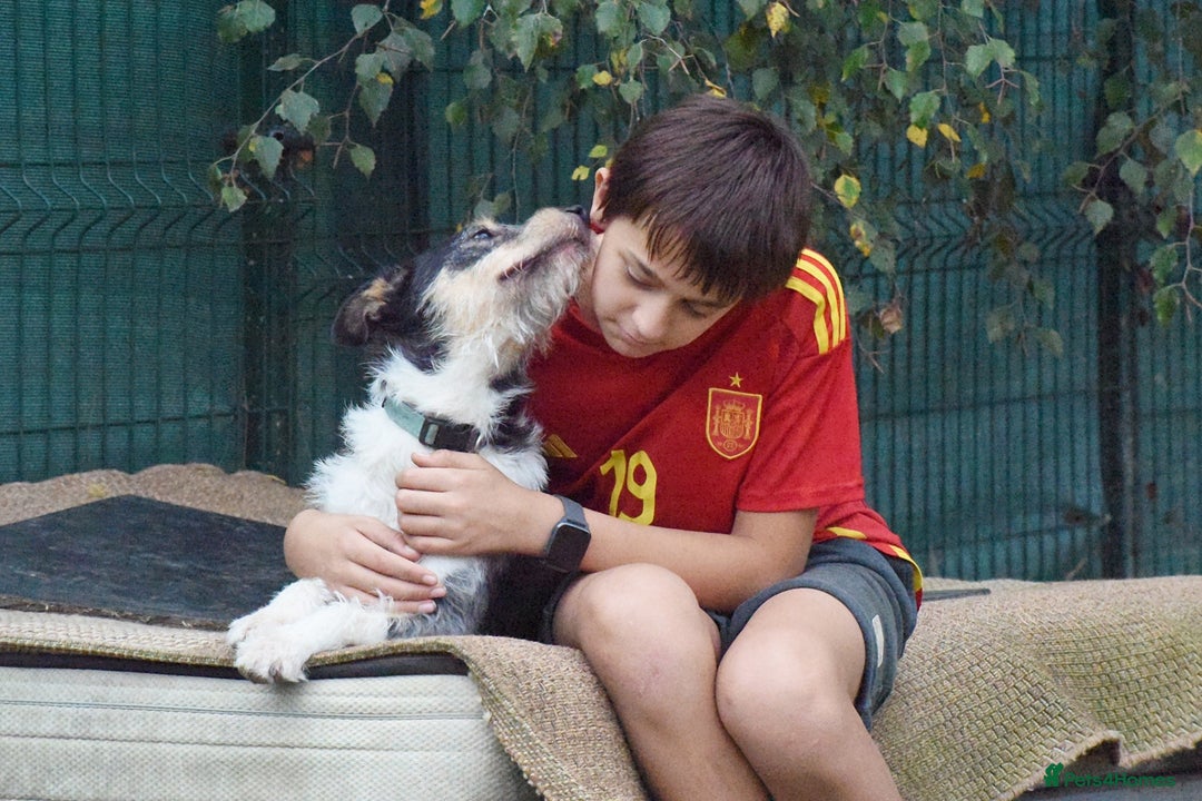 Fox Terrier dogs for adoption: Rex - fox terrier mix - Image 11