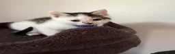 Ragcoon cats for sale: RAGCOONS ragdoll mainecoons - Advert 36