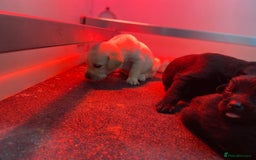 Labrador Retriever dogs for sale: Labrador pups  - Image 13