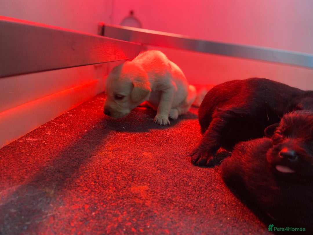 Labrador Retriever dogs for sale: Labrador pups  - Image 13