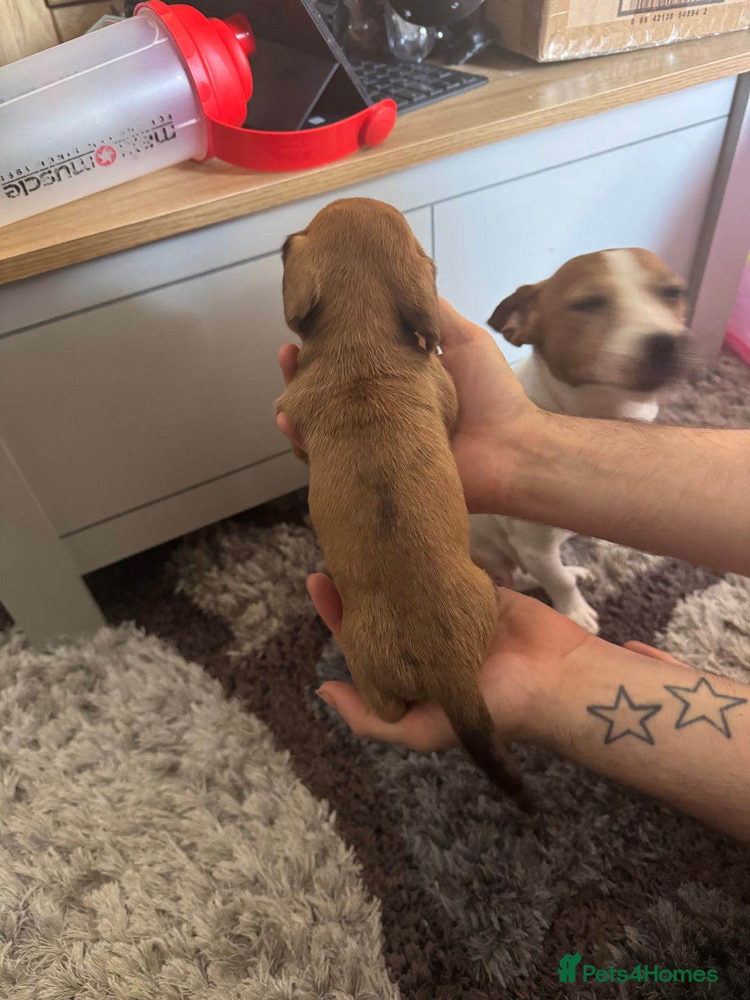 Mixed Breed dogs for sale: 4 Jack Russell cross Dachshund puppies - Image 17