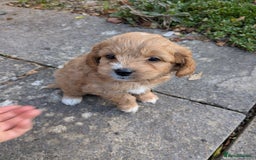 Cavachon dogs for sale: Cavapoochon puppies - Image 7