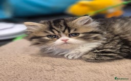 Exotic cats for sale: Exotic longhair and short hair kittens  - Image 12