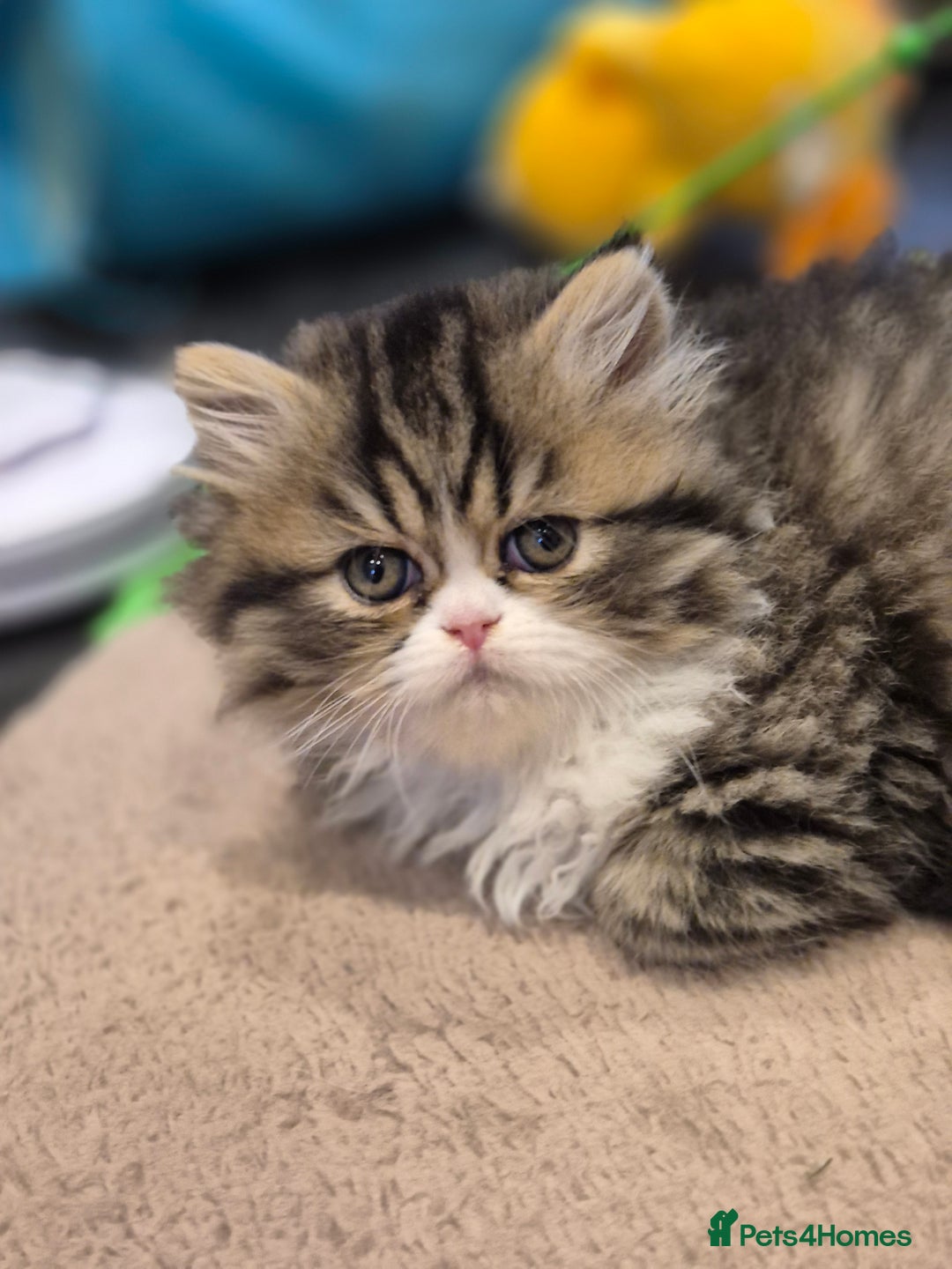 Exotic cats for sale: Exotic longhair and short hair kittens  - Image 12
