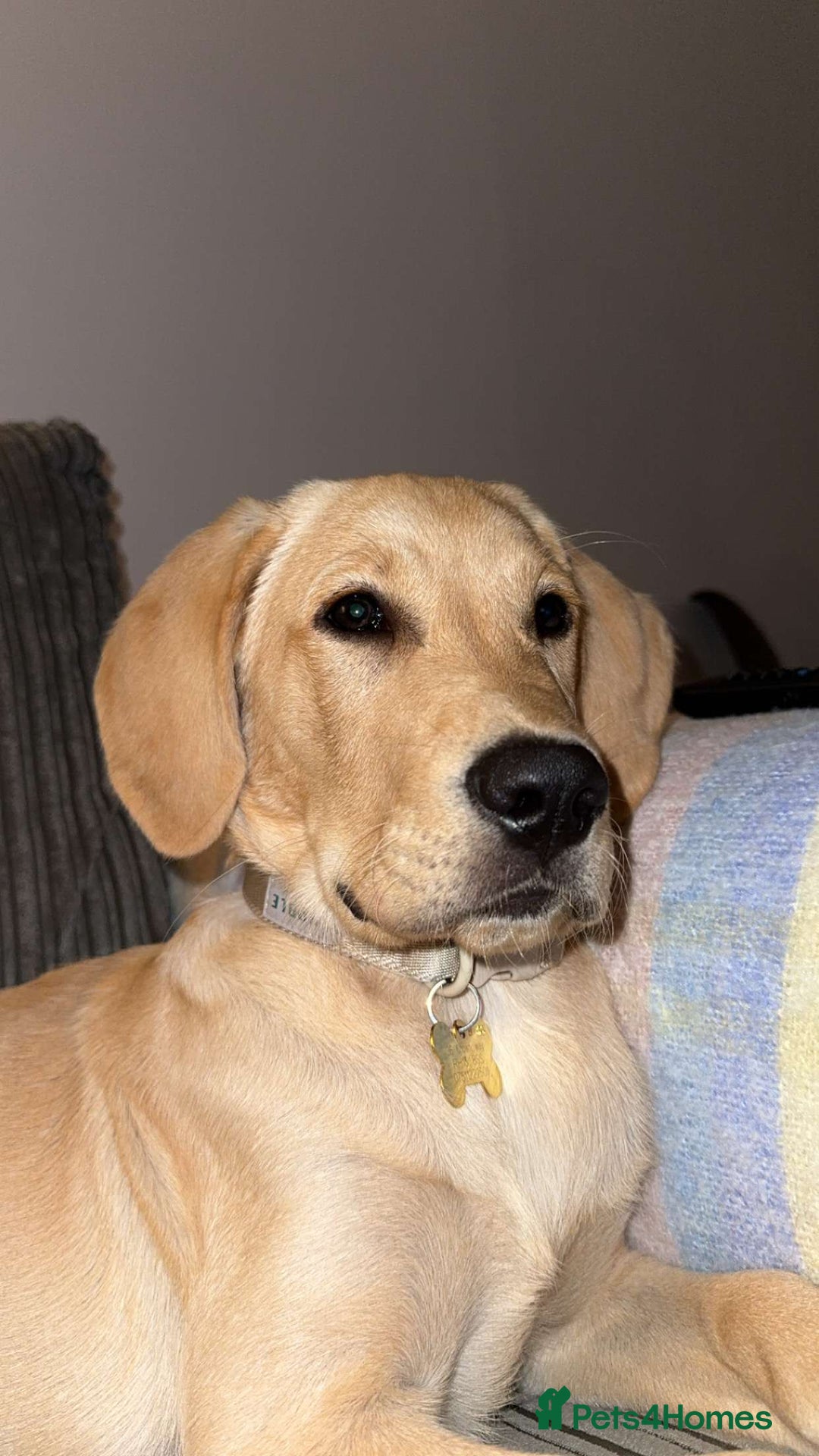 Goldador dogs for sale: Kobe  - Image 2