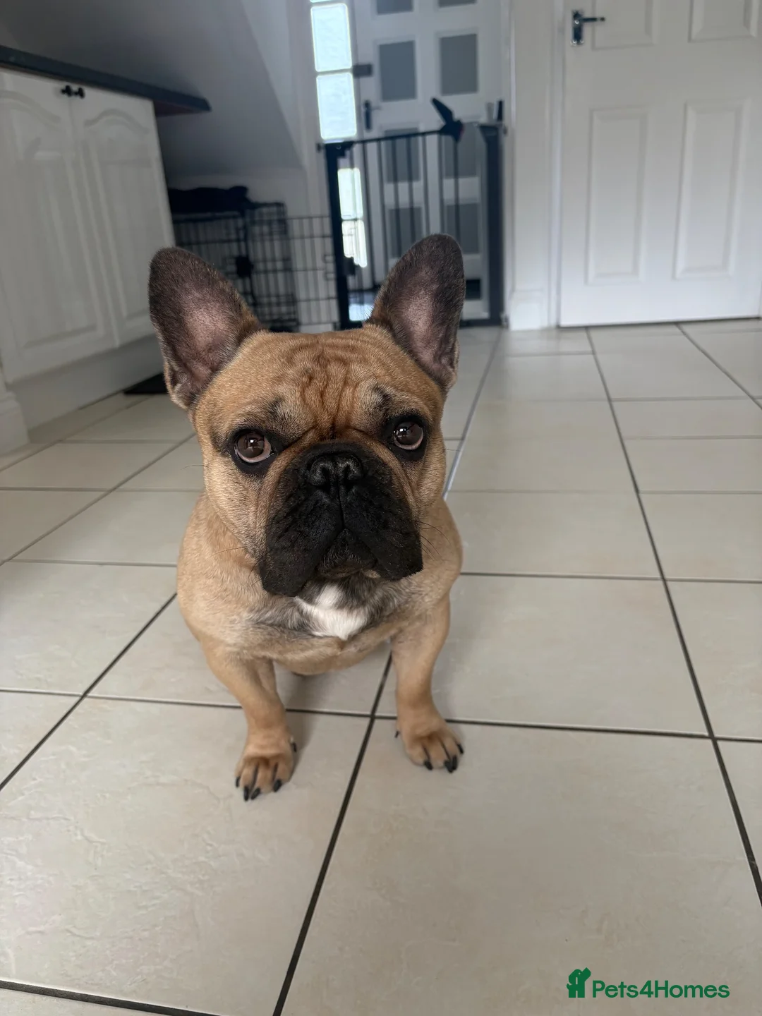 French Bulldog dogs for sale: Male French bulldog for sale  in Birmingham - Advert 2