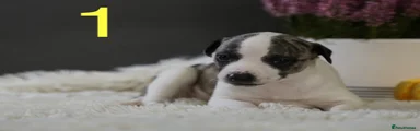 Whippet 1