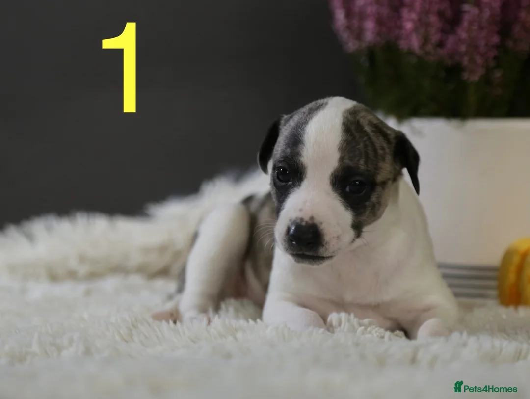 Whippet dogs for sale: Unique whippet brindle puppies in Derby - Advert 2