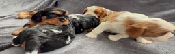 Cavalier King Charles Spaniel dogs for sale: Sweet RKCR Cavalier King Charles Spaniel Puppies - Advert 6