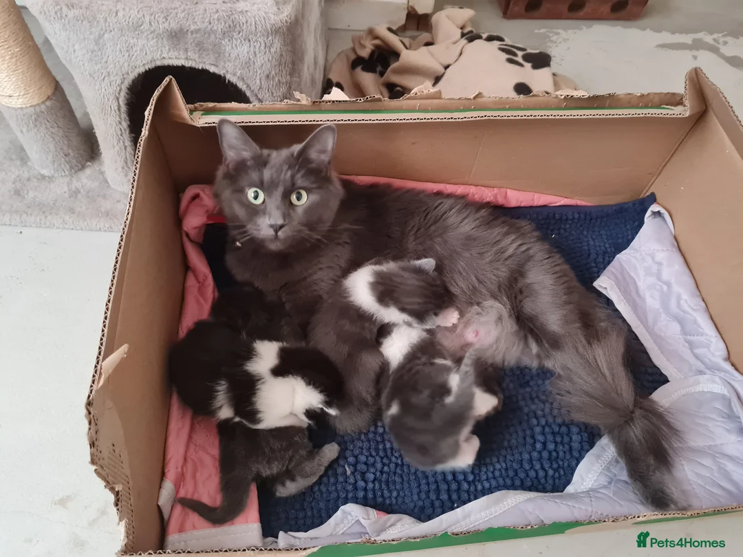 Ragdoll cats for sale: LONGHAIR/ MEDIUM HAIR RAGDOLL CROSS BSH - Advert 1
