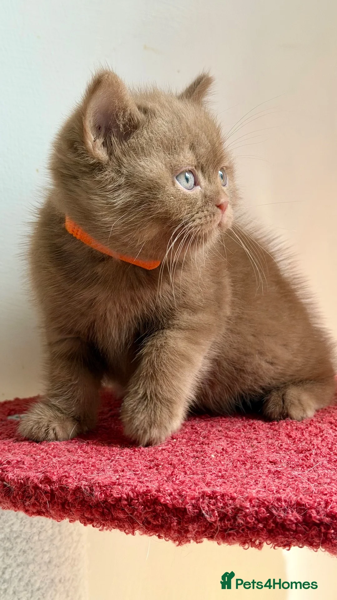 British Shorthair cats for sale: BSH show quality cinnamon kittens  - Advert 13