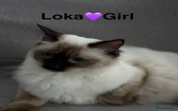 Ragdoll cats for sale: Lovely Ragdoll looking for lovely family - Advert 5