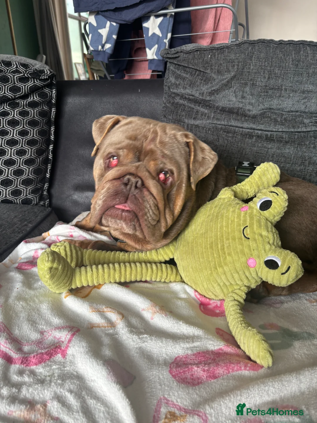 English Bulldog dogs for sale: English bulldog for rehome  - Advert 2