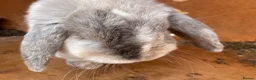 Mini Lop rabbits for sale: Pure bred mini lops male - Advert 3