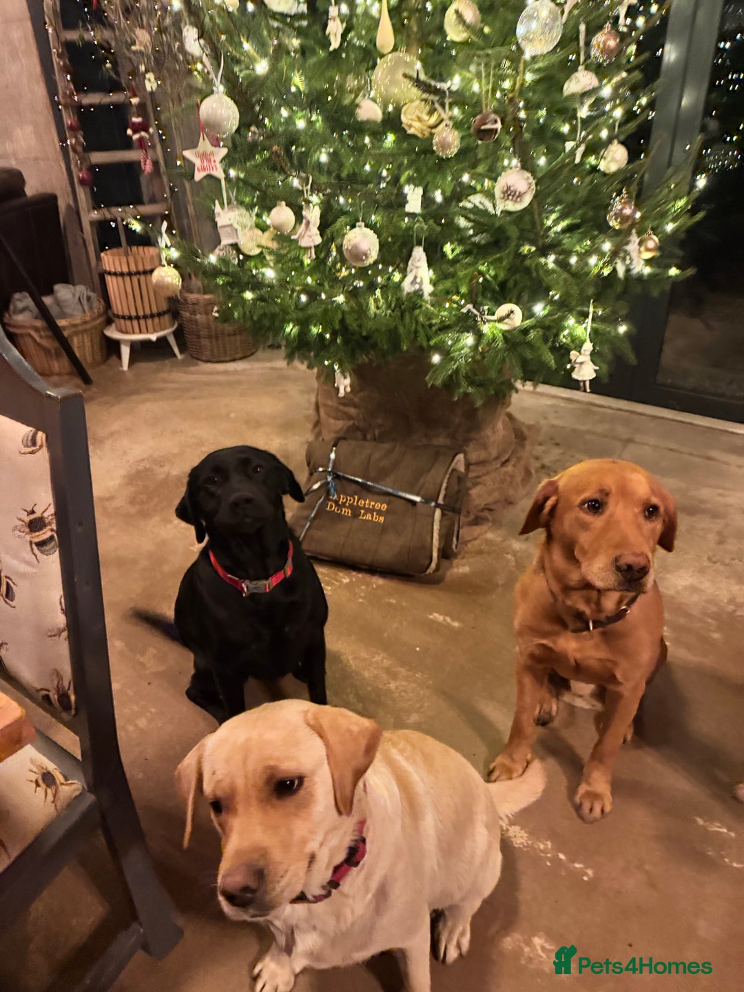 Labrador Retriever dogs for sale: KC Lab puppies - Image 11