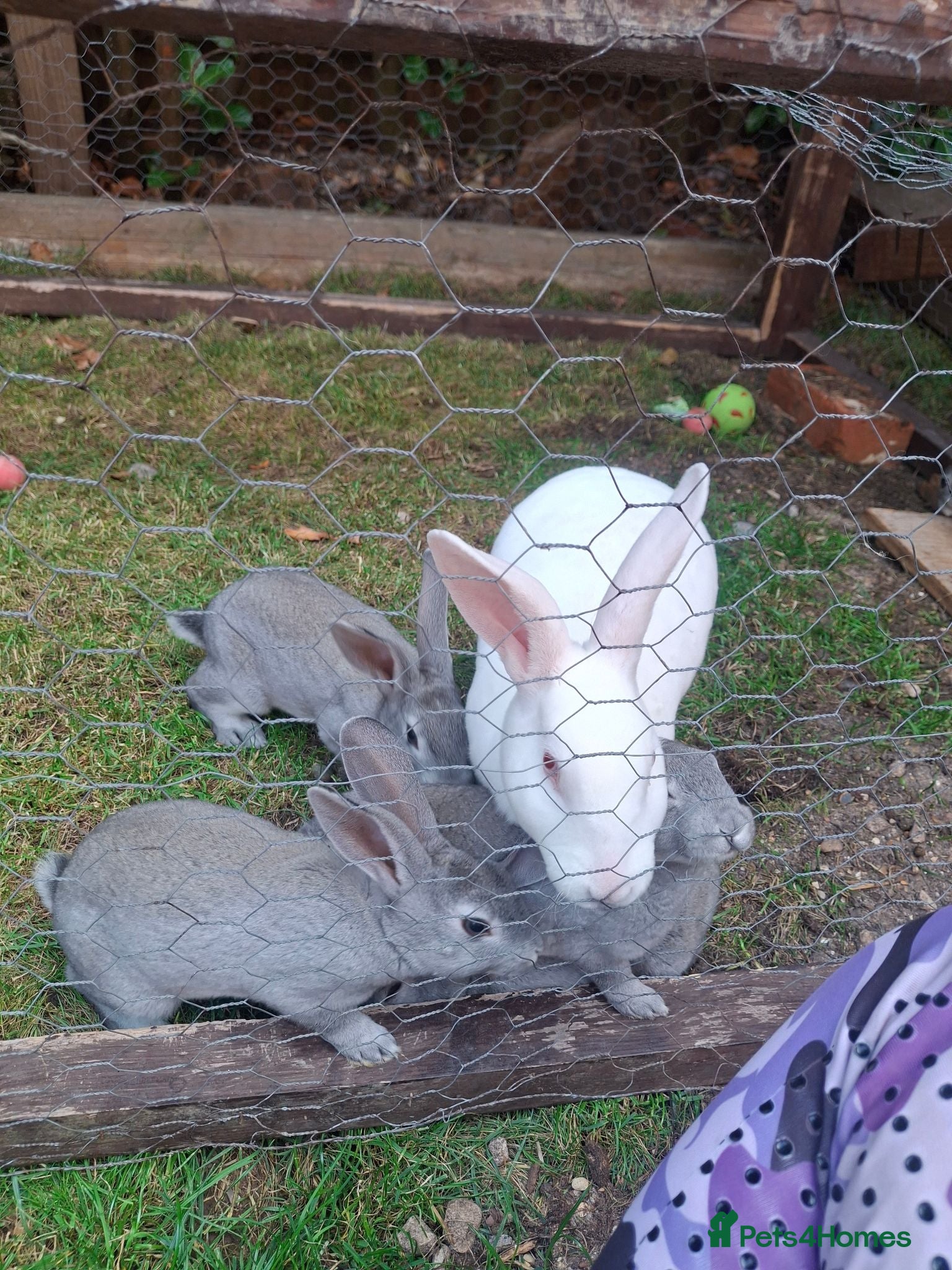 Rex rabbits Stunning chinchilla rex standard babies - Advert 3