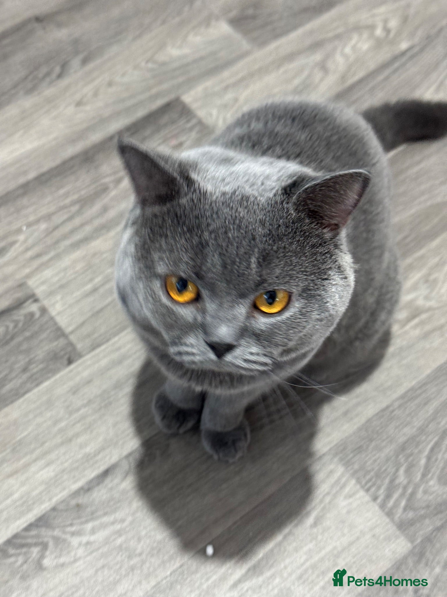 British Shorthair cats Beautiful Pure British Shorthair Blue Kittens  - Advert 2