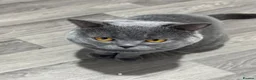 British Shorthair cats for sale: Beautiful Pure British Shorthair Blue Kittens  - Advert 14