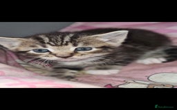 Mixed Breed cats for sale: Beautful kittens - Image 1