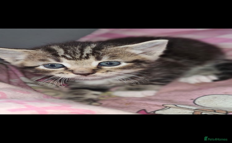 Mixed Breed cats - Advert 2