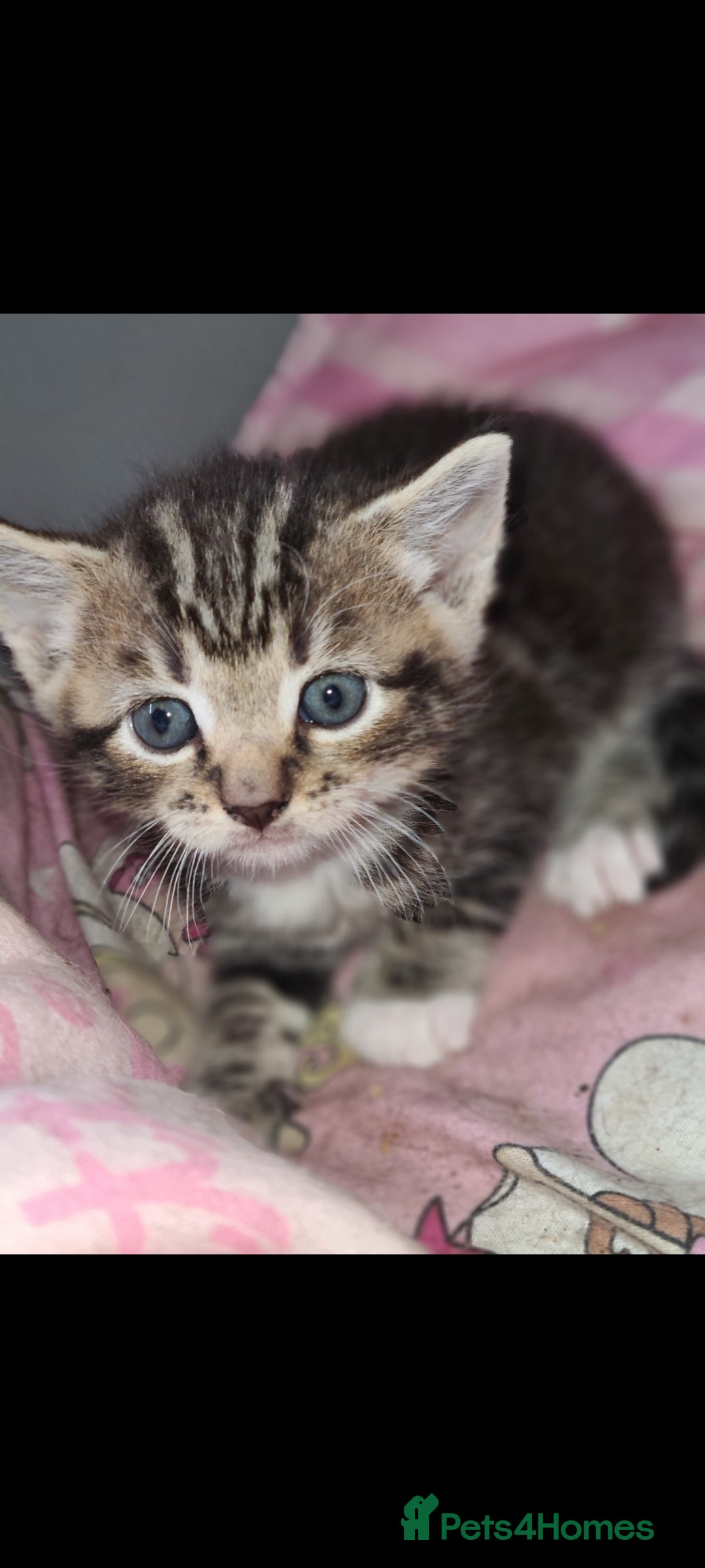 Mixed Breed cats for sale: Beautful kittens - Image 1