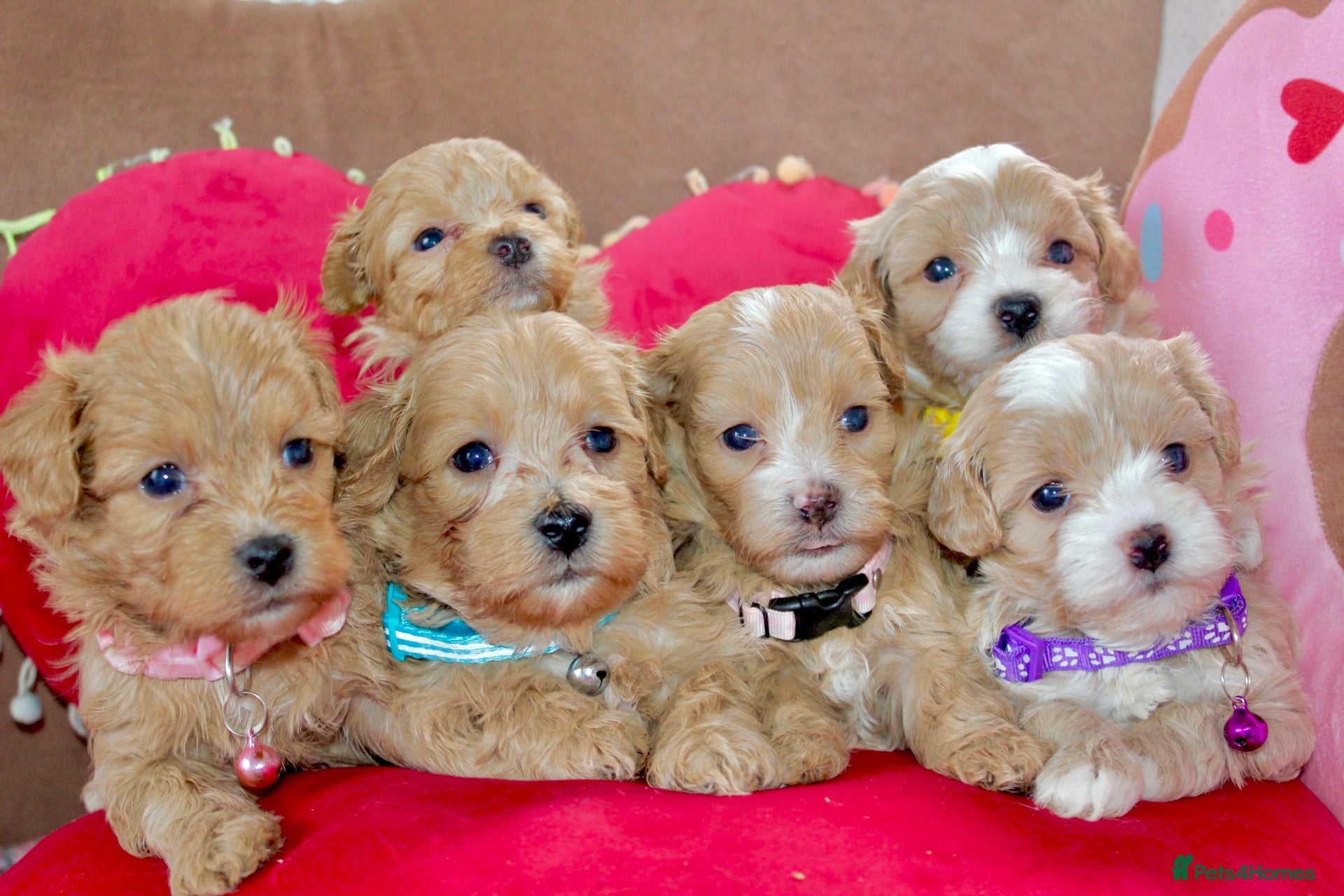 Maltipoo dogs ✨ Tiny Toy F1 Maltipoo pups ready soon ✨  - Advert 1
