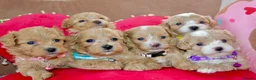 Maltipoo dogs for sale: ✨ Tiny Toy F1 Maltipoo pups ready soon ✨  - Advert 1