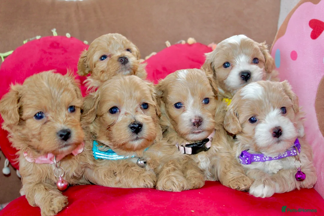 Maltipoo dogs for sale: ✨ Tiny Toy F1 Maltipoo pups ready soon ✨  - Advert 1