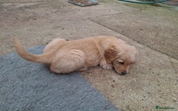 Golden Retriever dogs for sale: Working golden retriever puppies  - Image 8