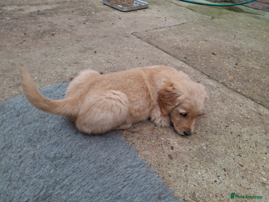 Golden Retriever dogs for sale: Working golden retriever puppies  - Image 8