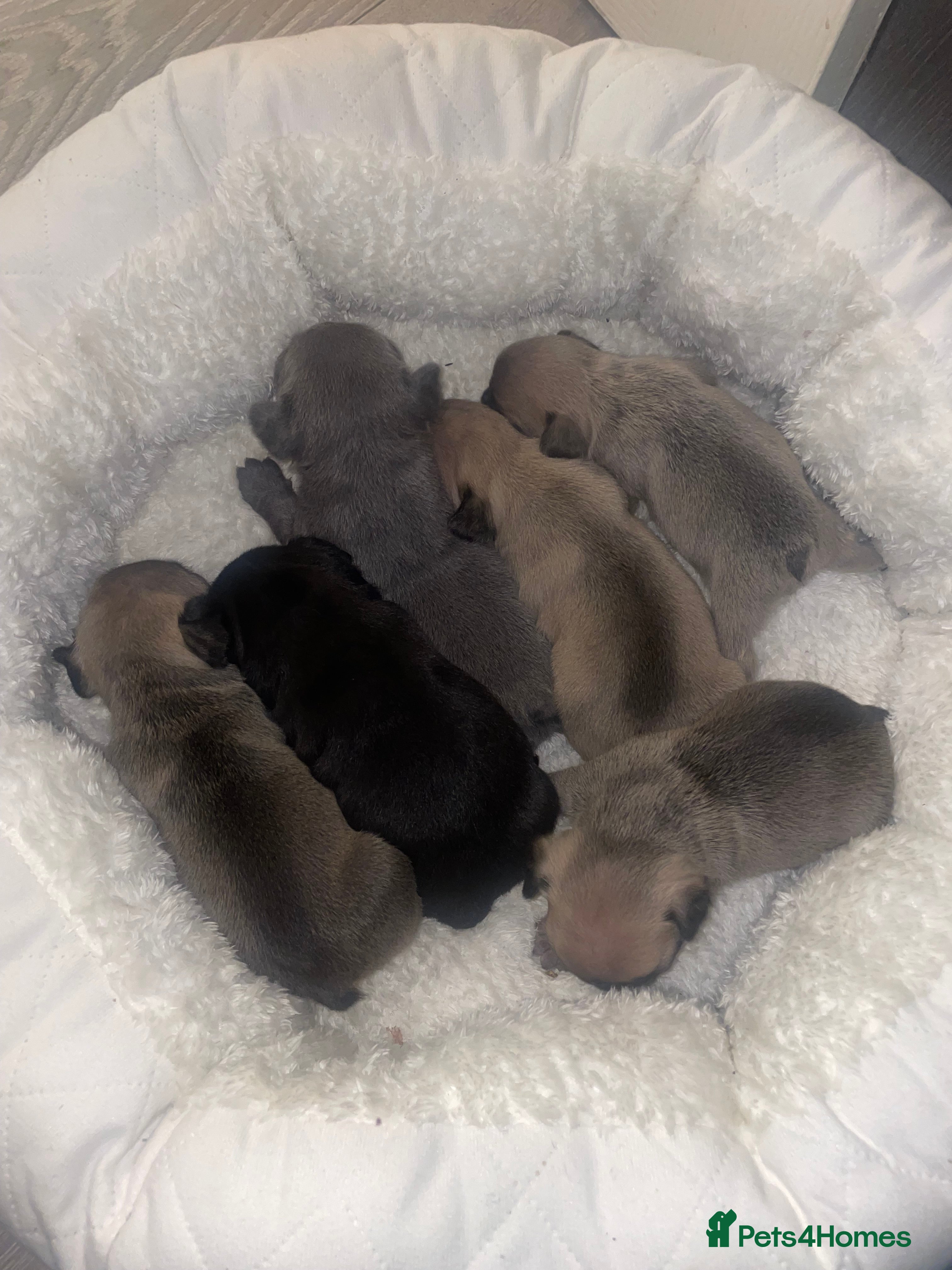 French Bulldog dogs French Bulldog Puppies - Advert 5