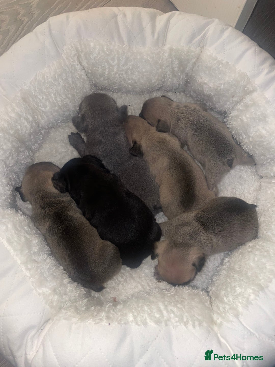 French Bulldog dogs for sale: French Bulldog Puppies - Advert 1