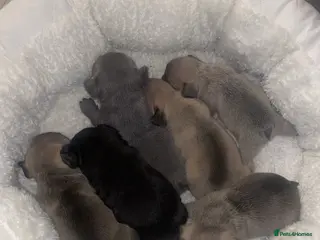 French Bulldog dogs French Bulldog Puppies - Advert 17