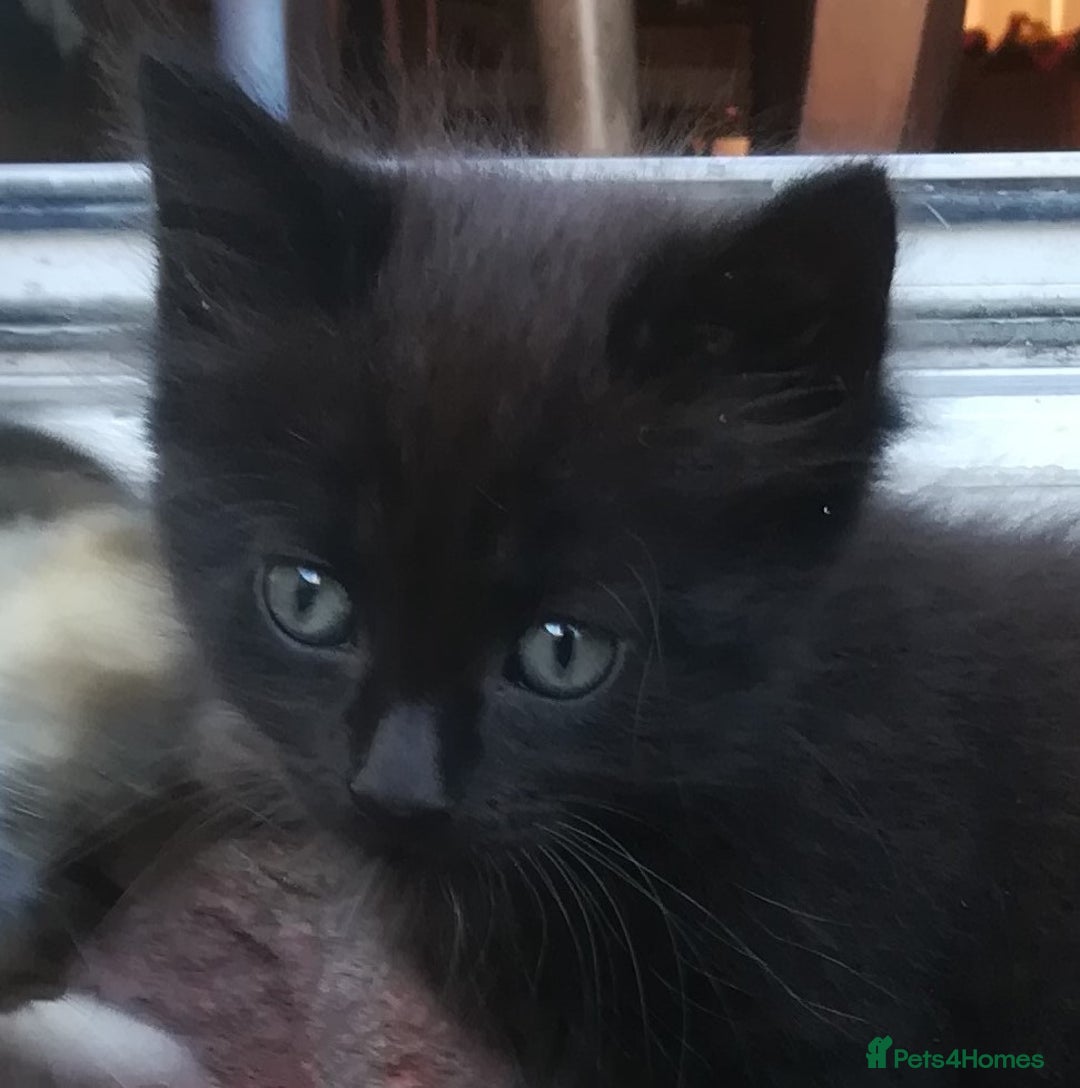 Mixed Breed cats for sale: CLEVER, PRETTY KITTENS READY FOR THEIR NEW HOMES - Image 11