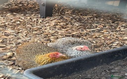 Chickens poultry for sale: 🐔 Loving Home Wanted for 4 Beautiful Hens  - Image 6