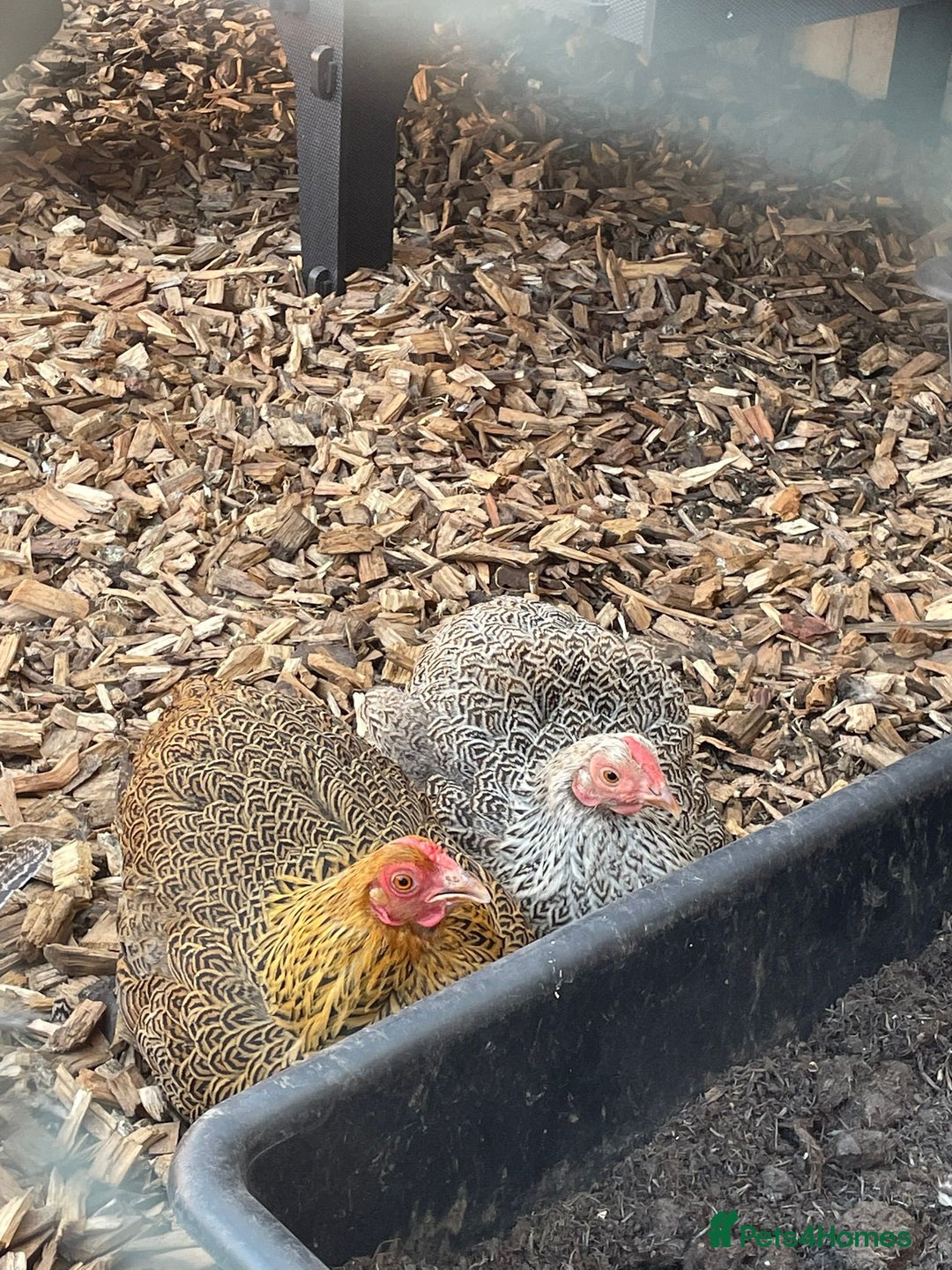 Chickens poultry for sale: 🐔 Loving Home Wanted for 4 Beautiful Hens  - Image 6
