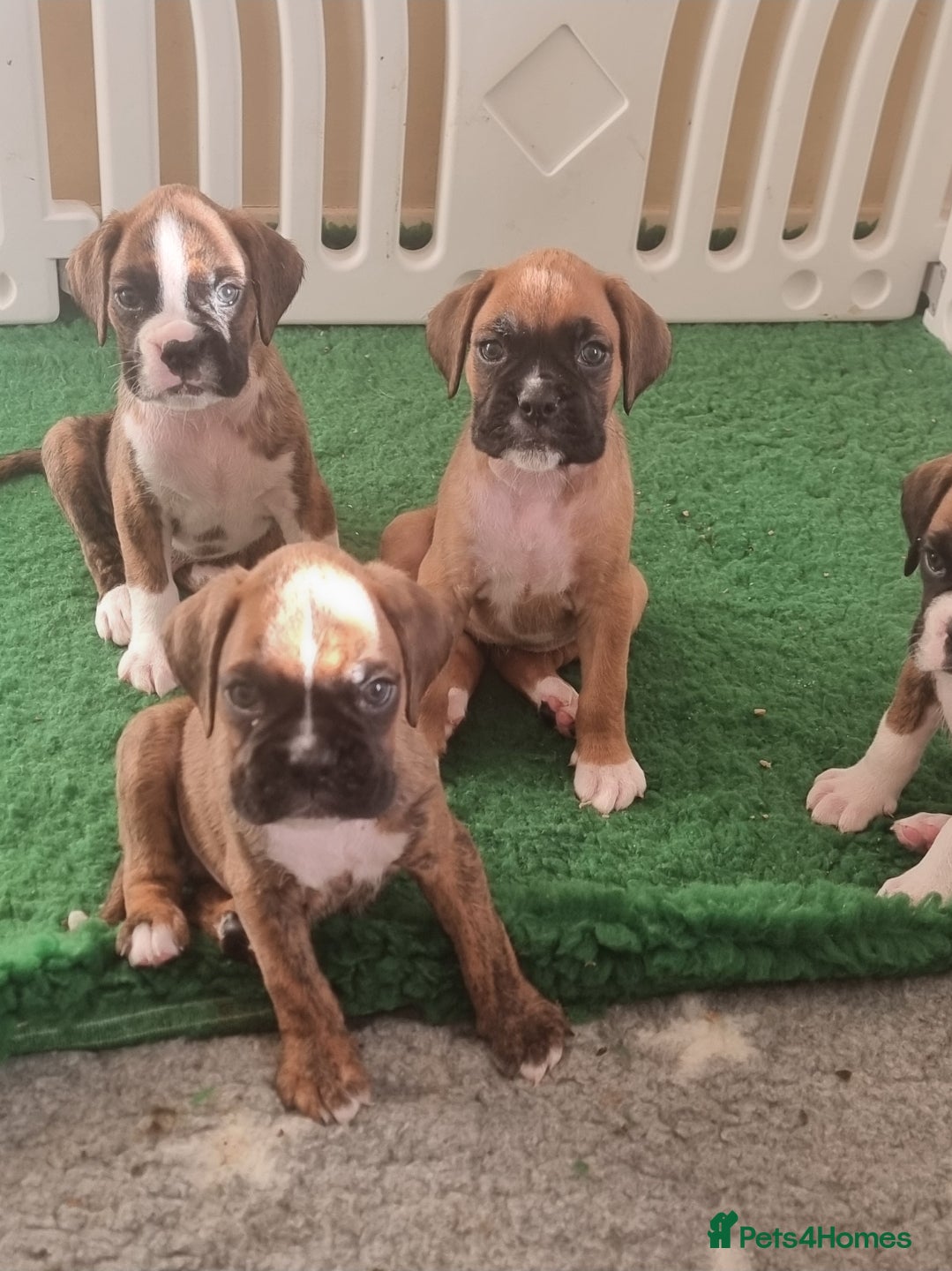 Boxer dogs Boxer puppy - Advert 4