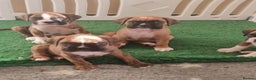 Boxer dogs for sale:   Outstanding  KC Boxer puppies - Advert 3