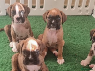 Boxer dogs Boxer puppy - Advert 4