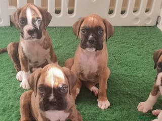 Boxer dogs Boxer puppy - Advert 5