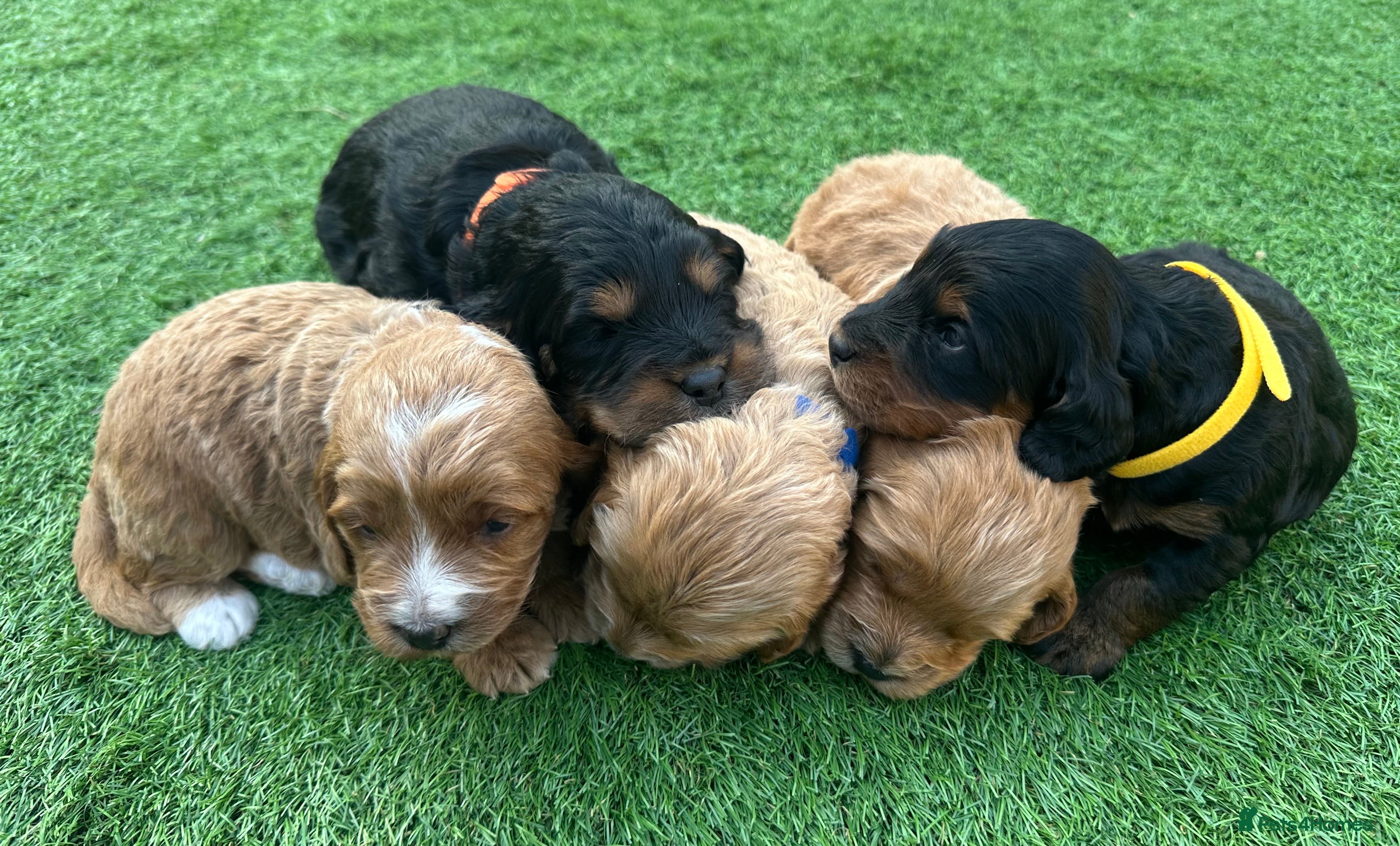Cockapoo dogs 🌟 Stunning F1 Cockapoo Puppies 🌟  - Advert 3