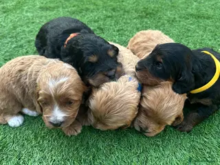 Cockapoo dogs 🌟 Stunning F1 Cockapoo Puppies 🌟 - Advert 3