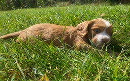 Cocker Spaniel dogs for sale: Golden & Red Working Cocker Spaniel Puppies - Image 5