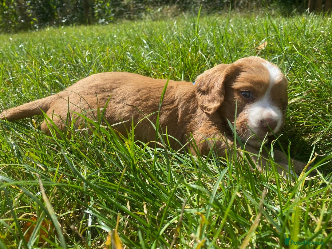 Cocker Spaniel dogs for sale: Golden & Red Working Cocker Spaniel Puppies - Image 5