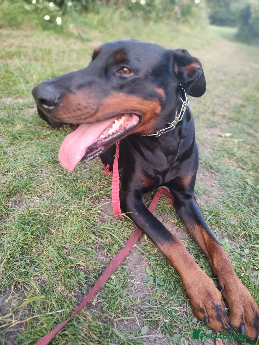 Dobermann dogs for sale: 4 year old Male Doberman looking for forever home - Image 9