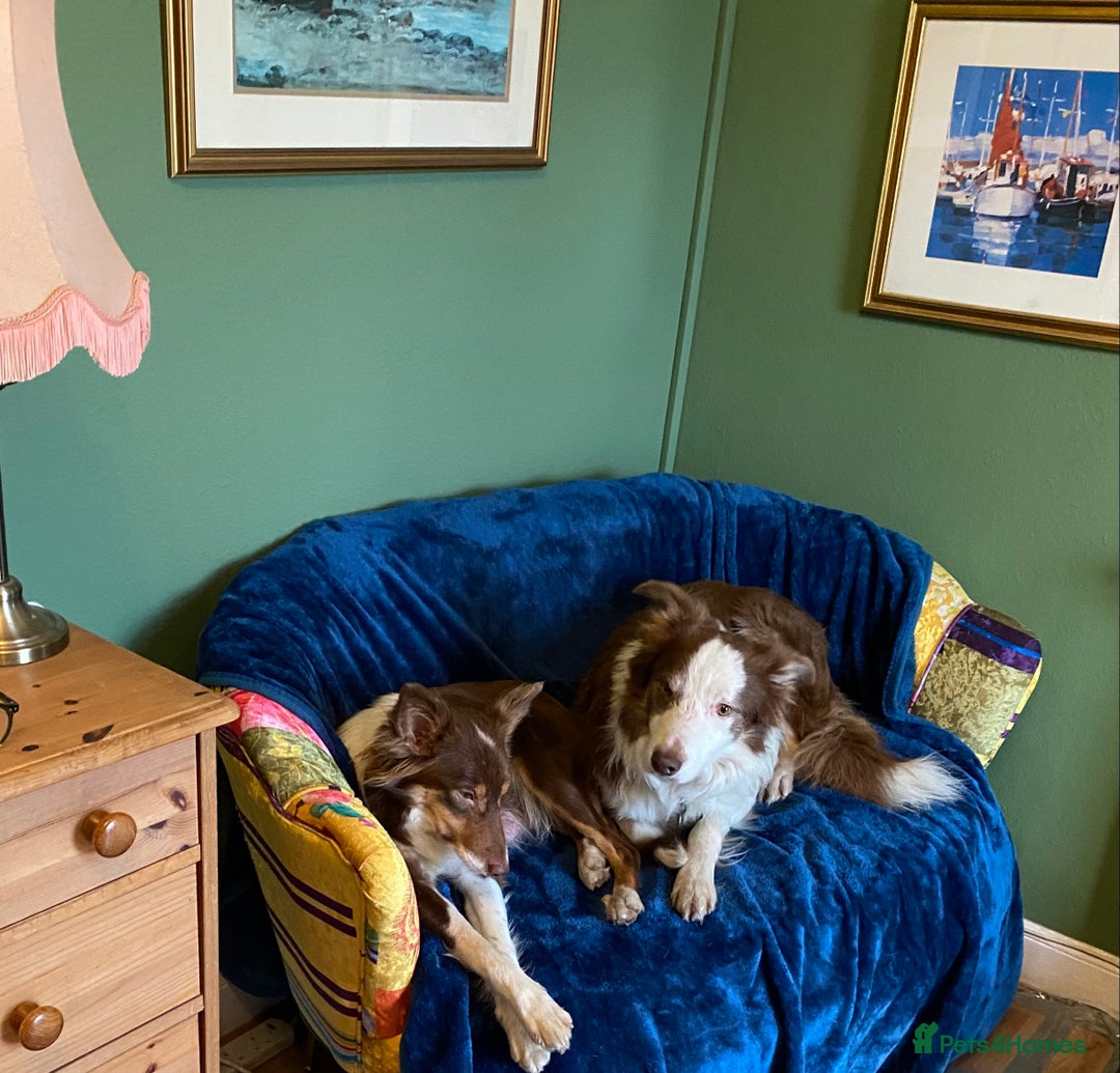 Border Collie dogs for sale: Quality Red, White & Gold Border Collie Pups - Advert 23