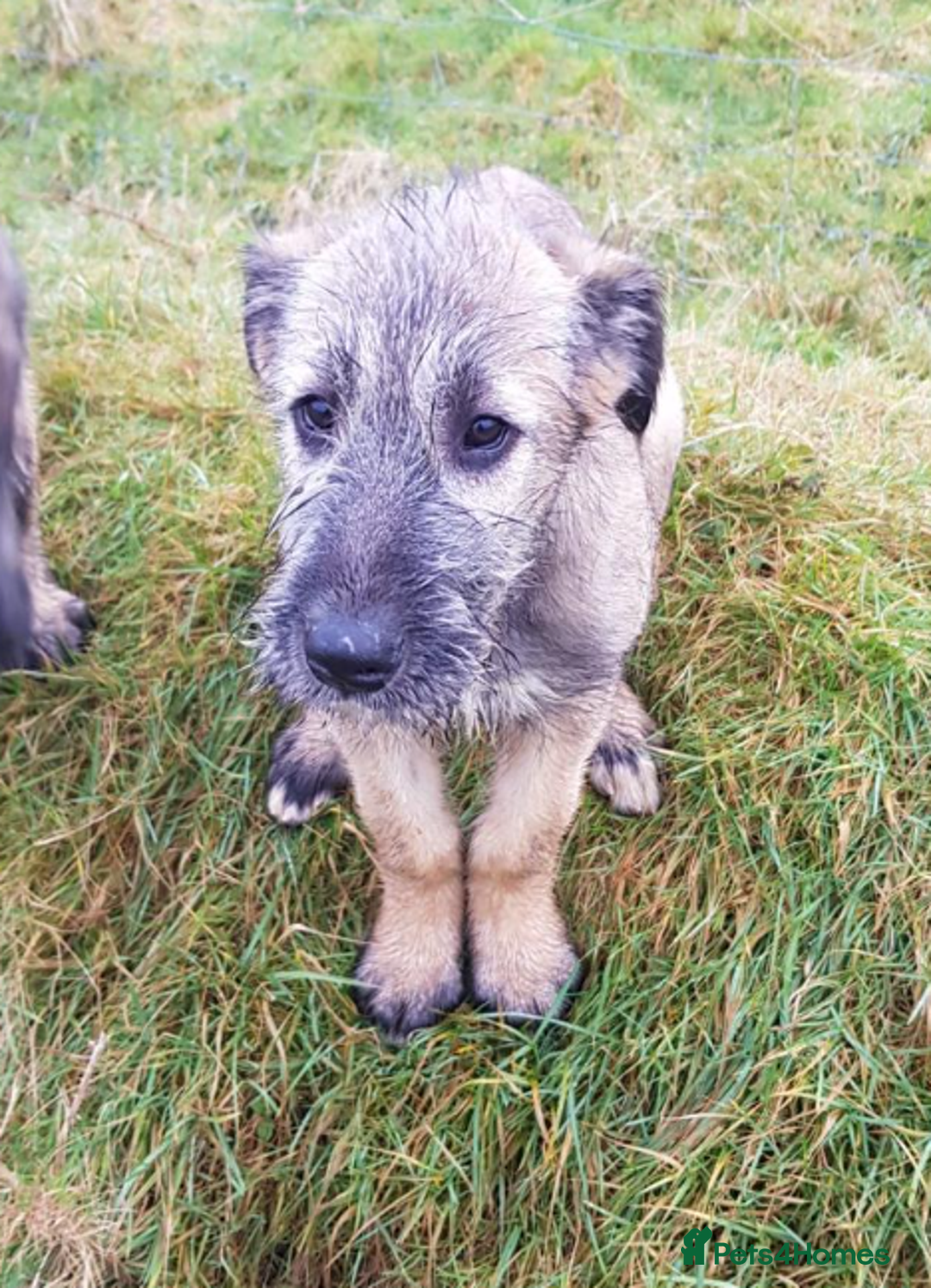 Irish Wolfhound dogs for sale: Irish Wolfhound Pups - Advert 2