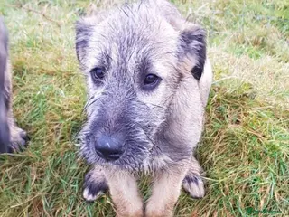 Irish Wolfhound dogs Irish Wolfhound Pups - Advert 2